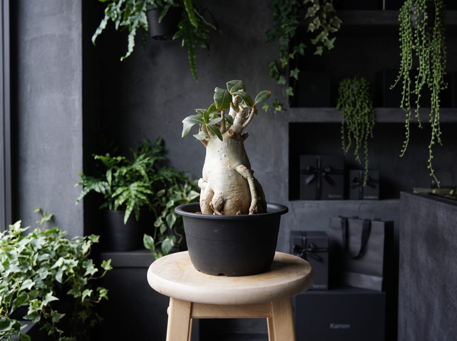 黒い鉢に植えたアデニウム・アラビカム。ぽってりと膨らんだ株元